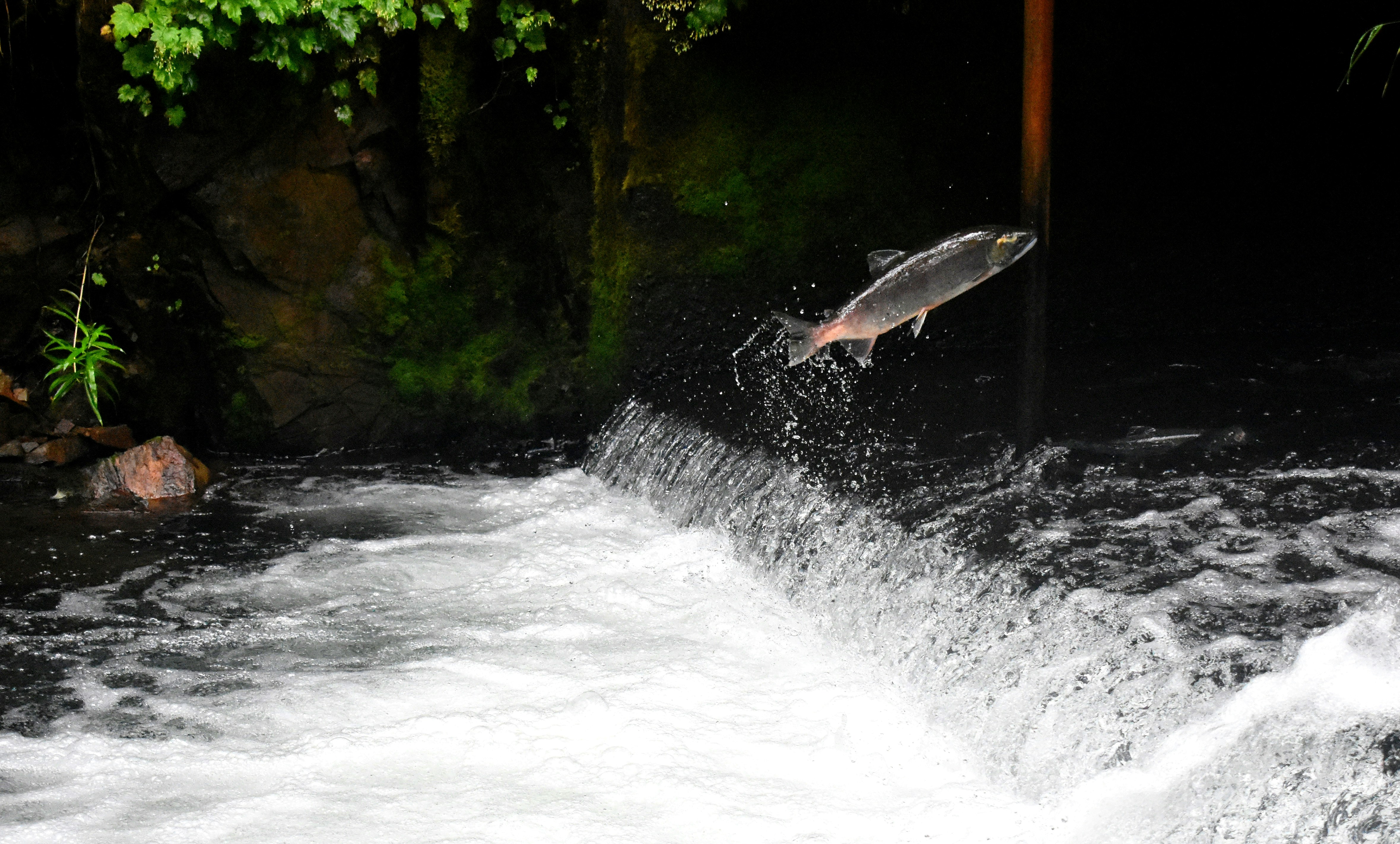 Etienne Brûlé Park salmon run viewing at Old Mill Dam on Humber River in Toronto