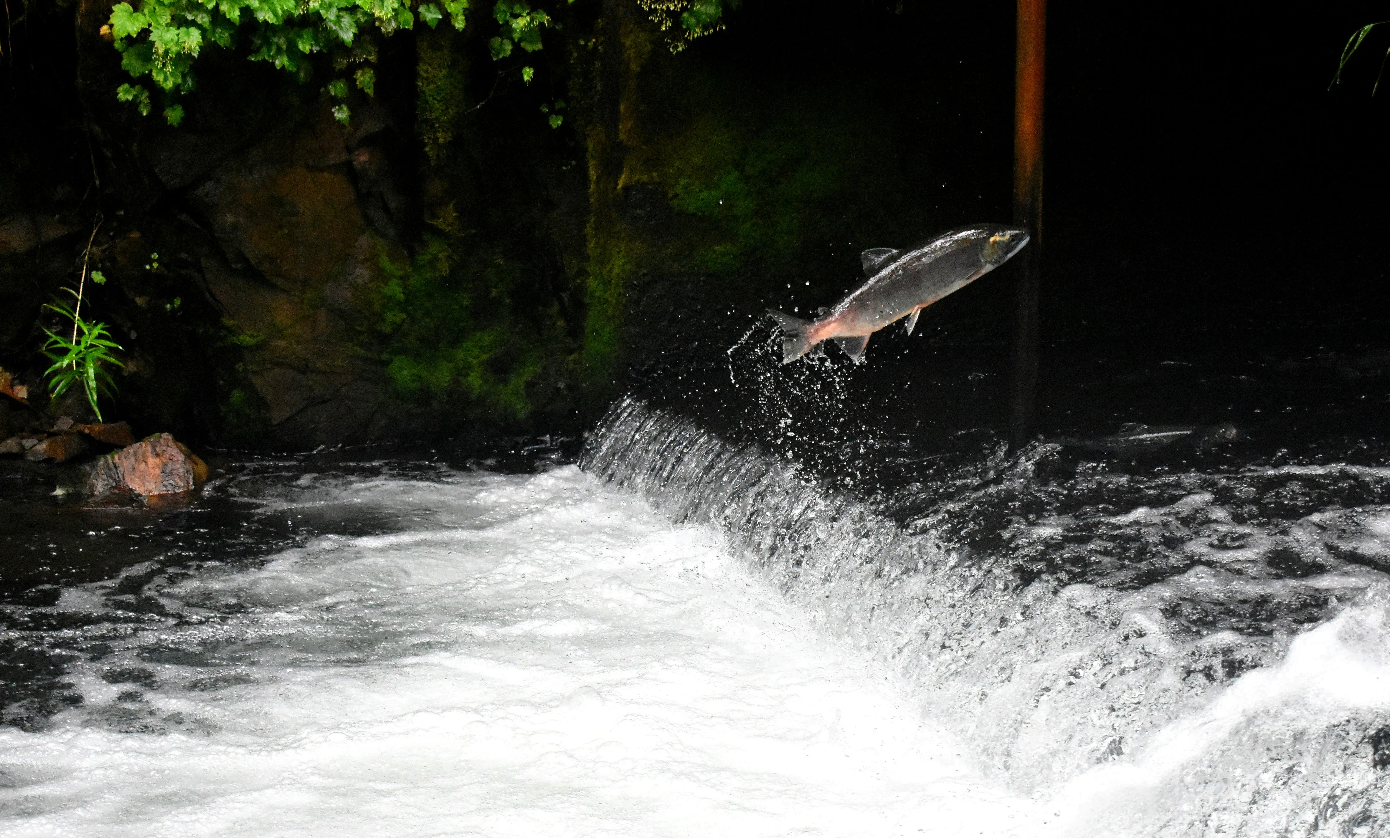 A salmon leaping up a low weir through white water