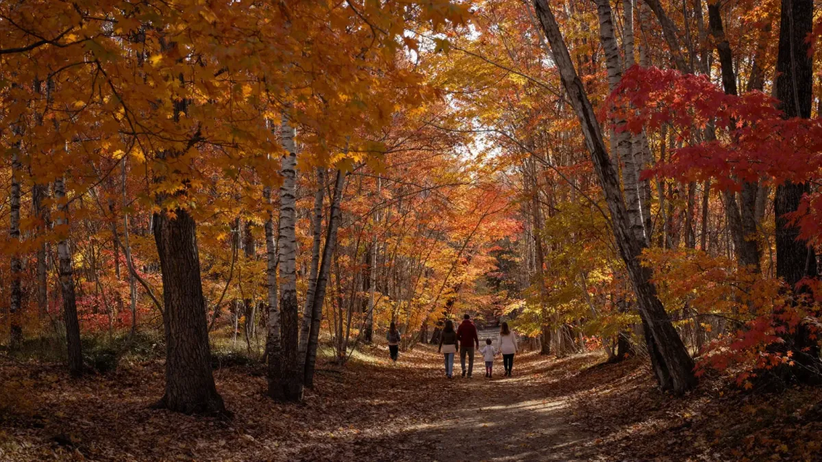 A family walking a leaf-covered trail under orange and red fall trees