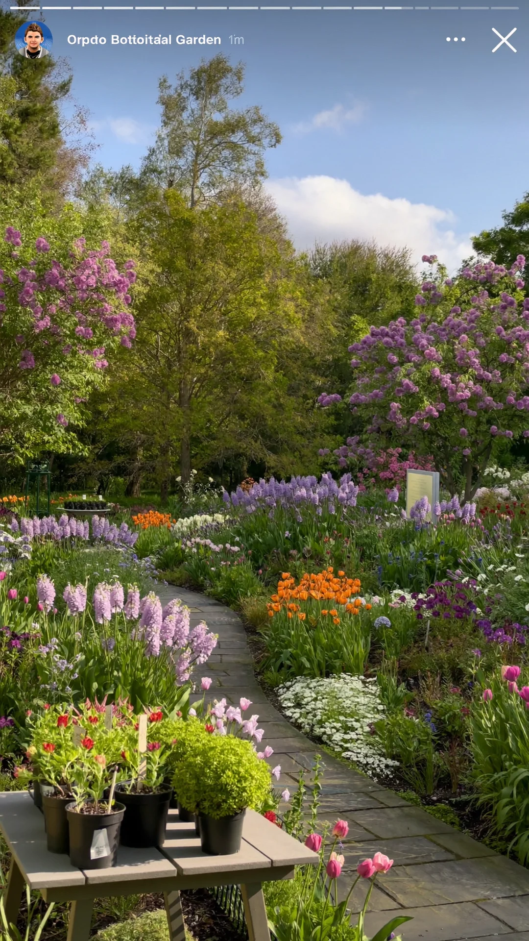 Toronto Botanical Garden and Edwards Gardens — fern-leaf peonies, tulips and perennials at peak late-May bloom on 4 acres at 777 Lawrence Ave E