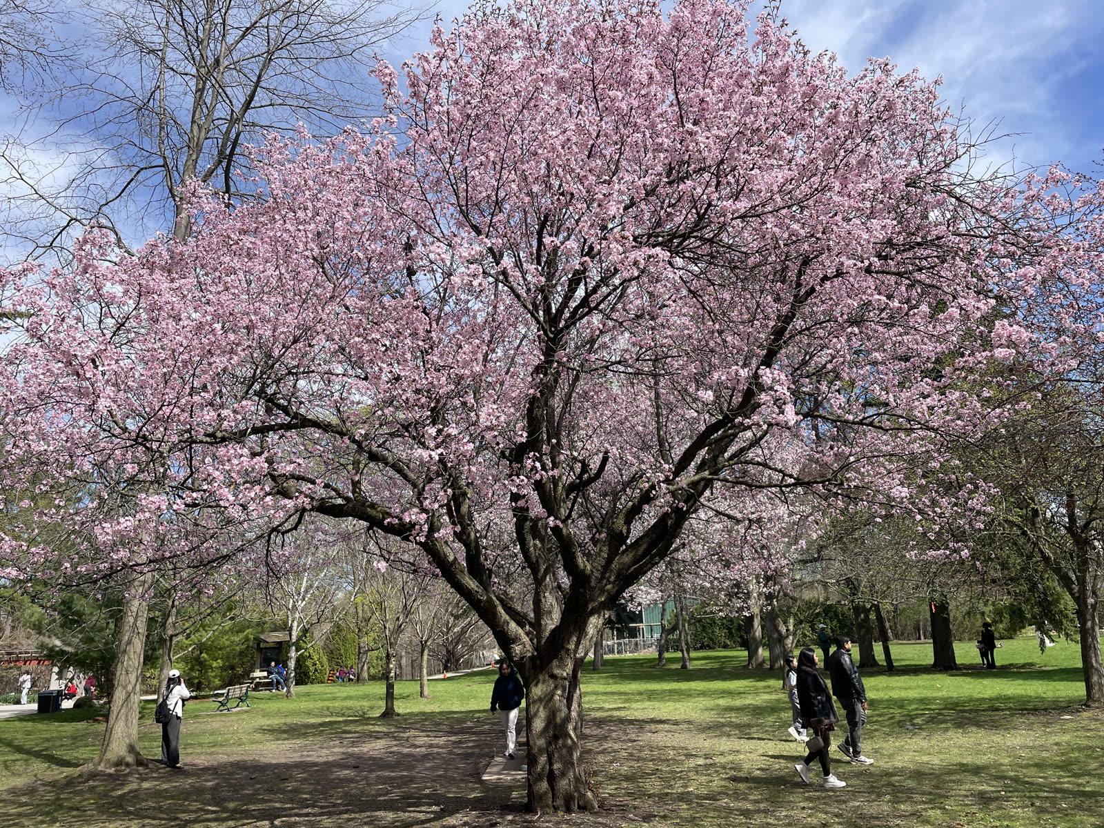 Pink and white cherry blossom trees in advanced partial bloom at Edwards Gardens on April 26, 2026, with soft pink flowers filling the landscape on a clear spring day