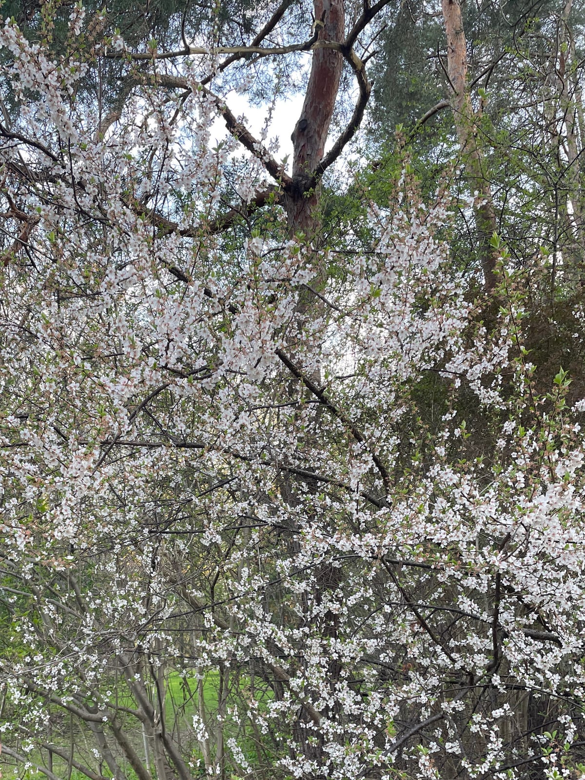 A cherry blossom tree in late bloom at Edwards Gardens on May 8, 2026 — abundant pale-pink and white flowers still clinging to the branches, framed by a tall pine trunk behind. Photographed on a corner path off the main loop where stragglers persisted after the main-entrance trees had already shed petals.