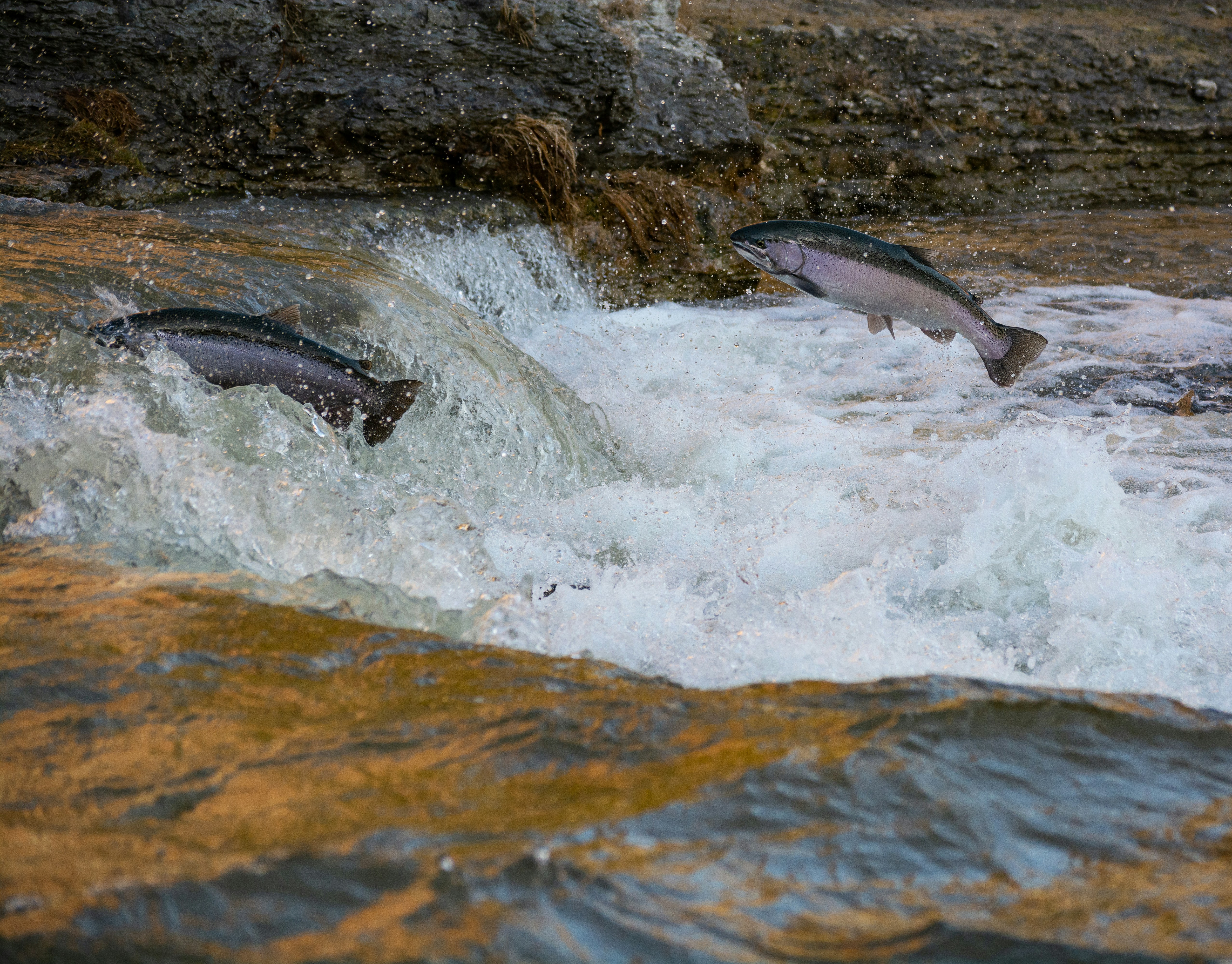 Salmon in the Lower Don River near Evergreen Brick Works during spawning season