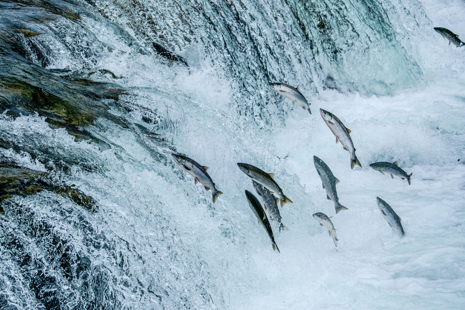 Chinook salmon leaping upstream during the fall run